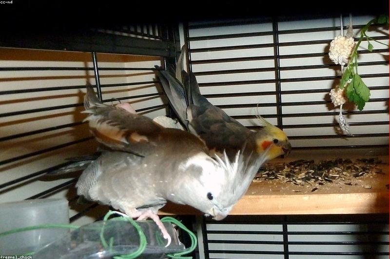 Signs of Illness in Pet Birds: The Warning Signs Owners Miss Most
