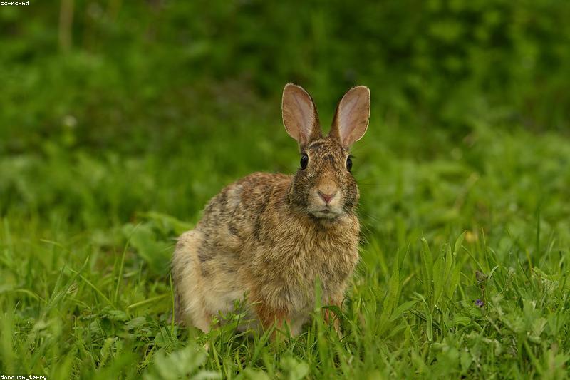 Sore Hocks in Rabbits: Early Signs, Treatment, and Prevention