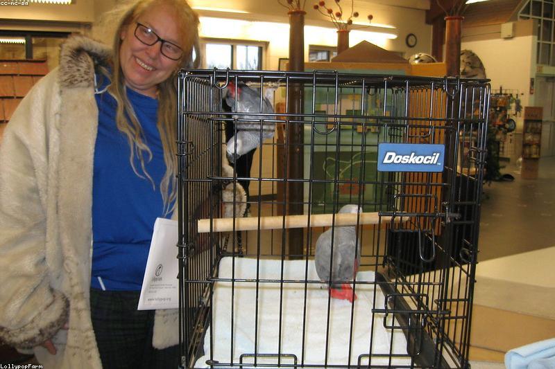 Sugar Glider Care Basics: Housing, Diet, and Bonding for New Owners