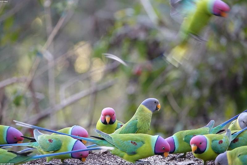 Taming a Pet Parrot: A Trust-First Plan for the First 30 Days