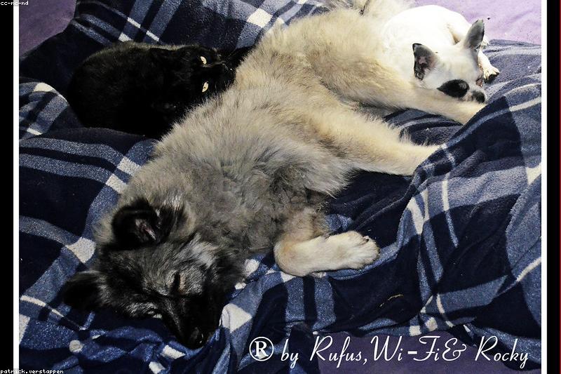 Taurine and Protein: Why Cat Food and Dog Food Are Not Interchangeable