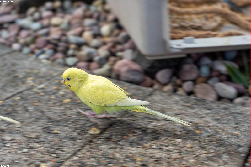 The First Week With a New Budgie: A Day-by-Day Settling-In Plan