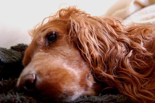 The Place Cue: Teach Your Dog to Go to Their Mat and Stay