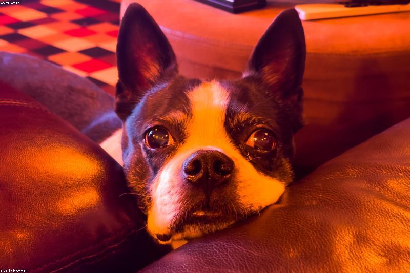 The Settle Cue: How to Teach Your Dog to Relax on a Mat, Step by Step
