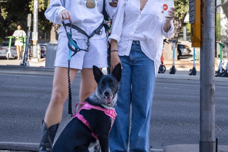 The Sniffari: Why a Slow Sniff Walk May Beat a Long Run for Your Dog