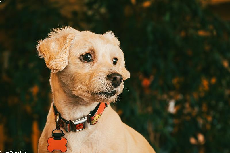 小狗鹅叫式咳嗽:犬气管塌陷的分级识别与居家管理