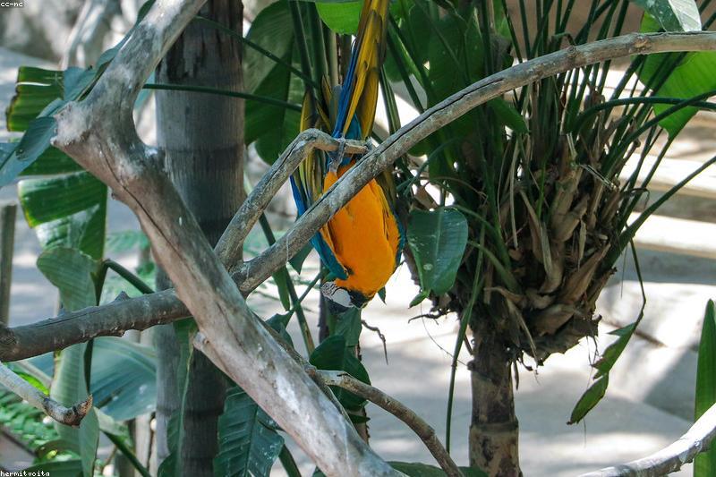 Traveling With Your Pet Bird: Car Trips, Carriers, and Hotel Setups