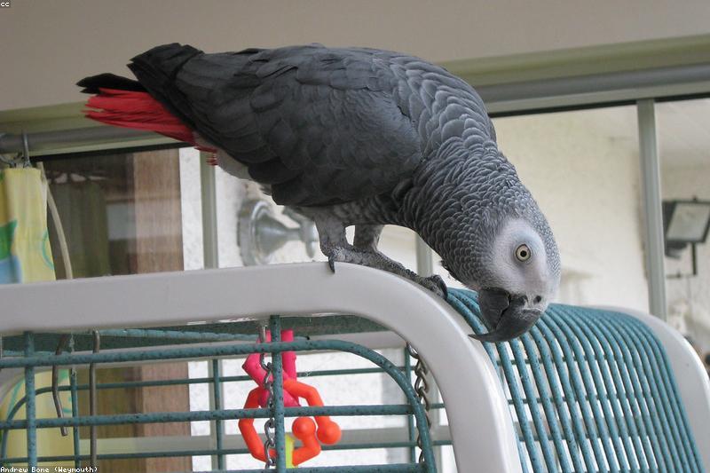 UV Lighting for Pet Birds: Vitamin D, Safe Bulbs, and Real Sunlight