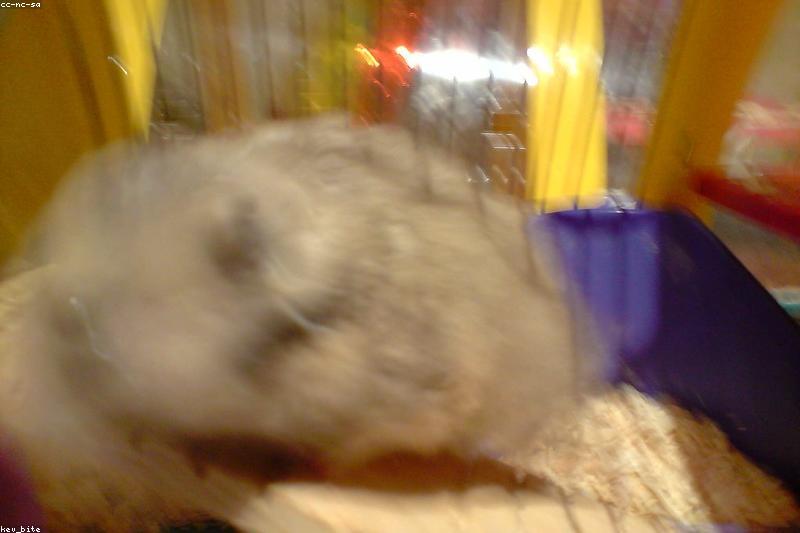 Wet Tail in Hamsters: Recognizing a Life-Threatening Emergency