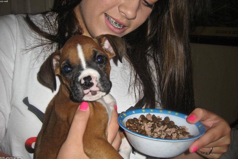 When Your Pet Won't Eat: Picky Habits vs Real Problems