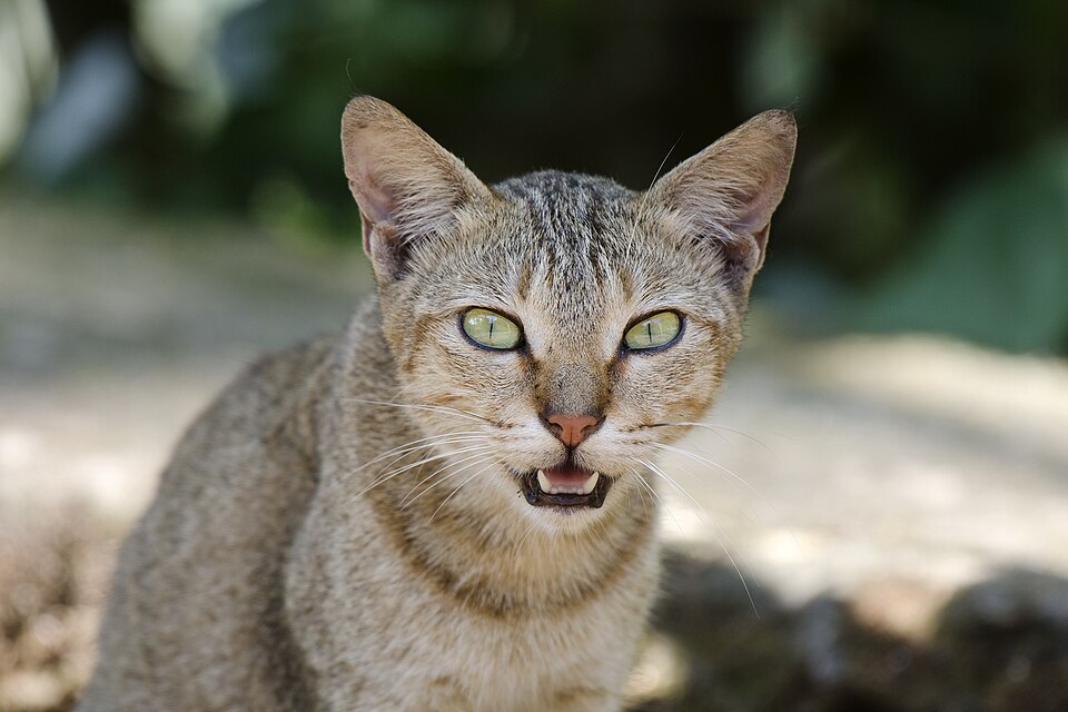 Whisker Fatigue in Cats: Signs, Bowl Fixes, and When to Call the Vet