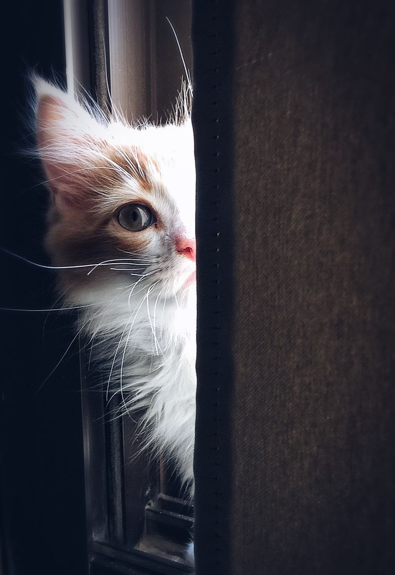 猫为什么躲起来