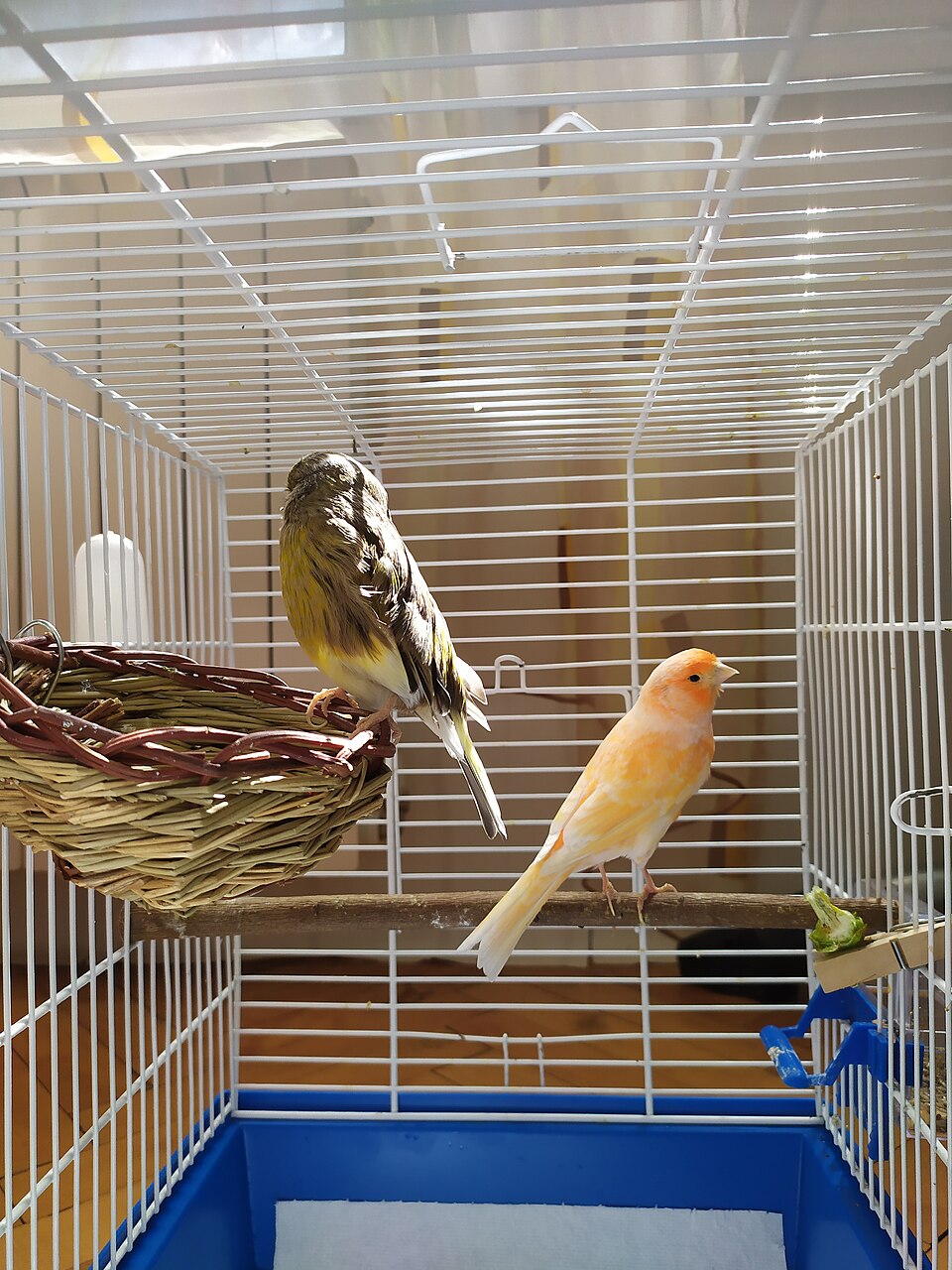Why Your Canary Stopped Singing: Molt, Light, Stress, and When to Worry