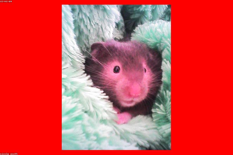 Why Your Hamster Hoards Food: Cheek Pouches, Stashes, and When to Worry