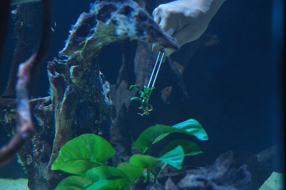 在鱼缸里用长镊子操作,水族工具使用场景