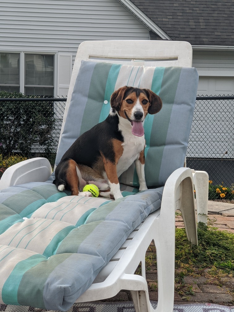 Pyometra in Dogs: Warning Signs Every Dog Owner Should Know