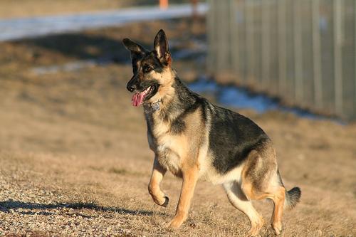狗狗吃完饭又原样吐出来?犬巨食管症的识别与照护