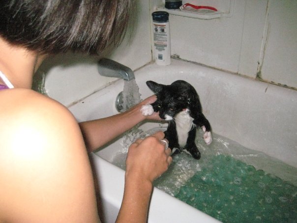 给猫咪洗澡