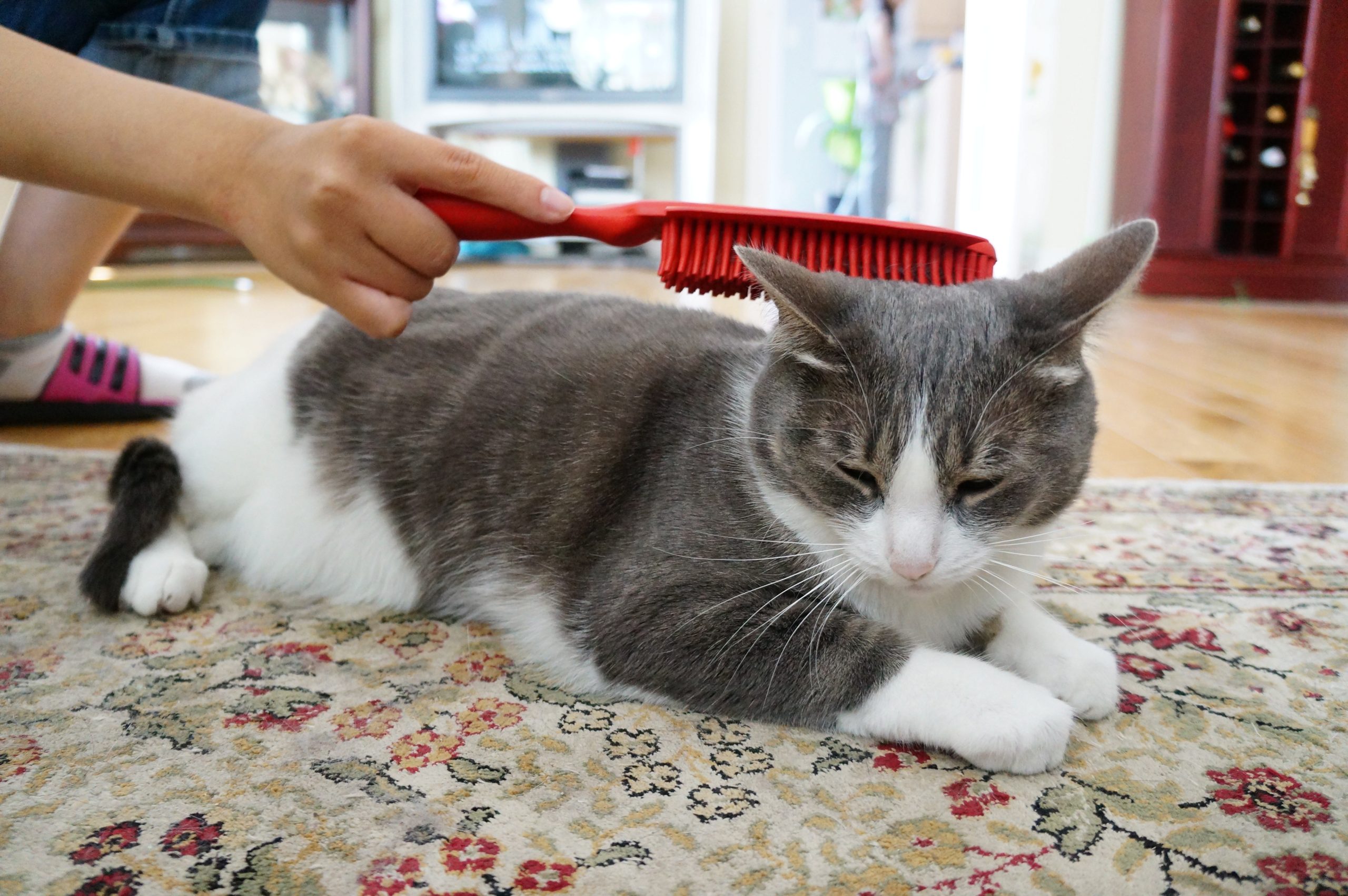 换毛季给猫咪梳毛