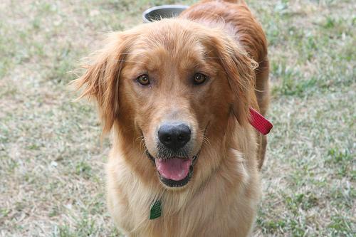 Tug of War With Your Dog: Rules That Make It a Great Training Game