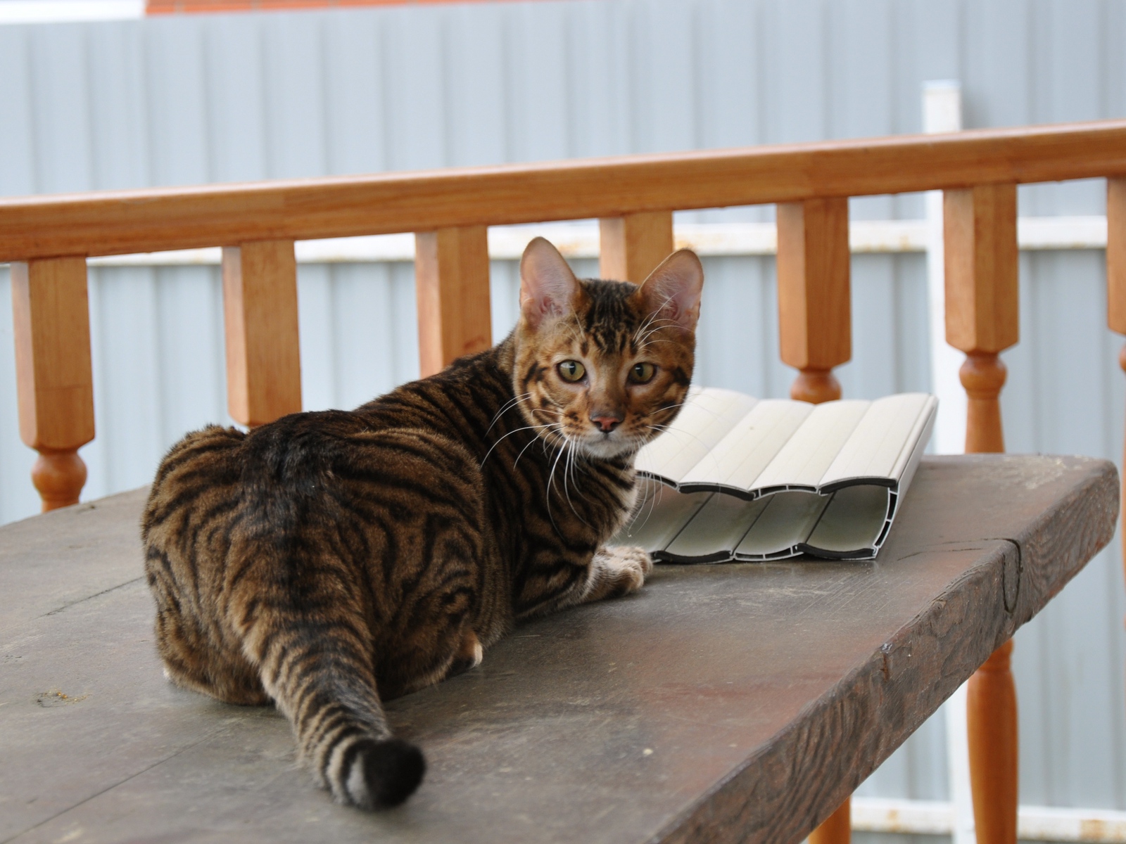 Teaching Your Cat to Accept Being Picked Up: A Gentle Handling Plan