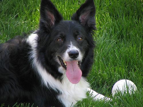 Target Training for Dogs: Why the Simple Touch Cue Is So Useful