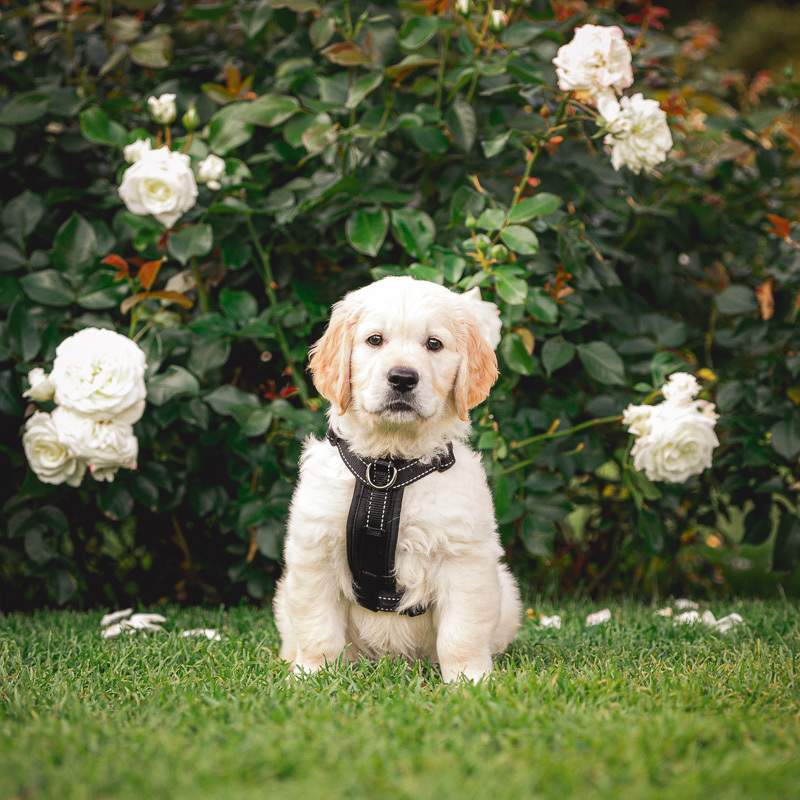 How Dogs Learn Words: What Science Says About Your Dog's Vocabulary