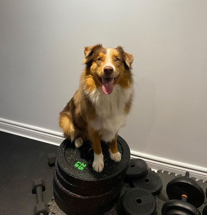 Five-Minute Training: Why Short Sessions Help Your Dog Learn Faster