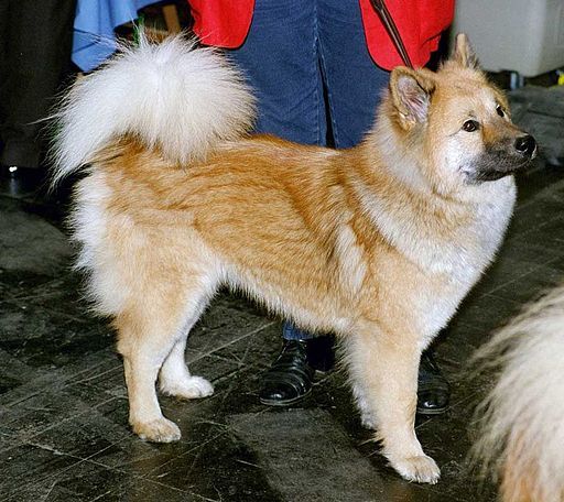 Taking Your Dog on a Ferry or Boat Trip: Prep and Deck Manners