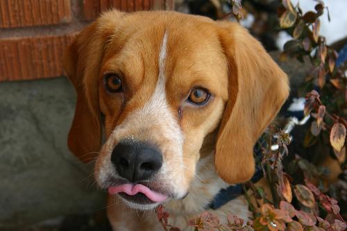 Lost Dog Prevention: Microchips, ID Tags, and a First-Hour Plan