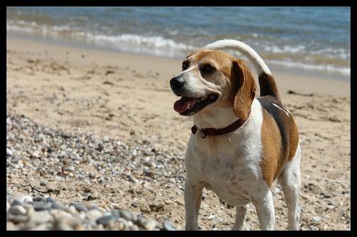 Why Your Dog Scavenges on Walks and How to Build a Calmer Walking Habit