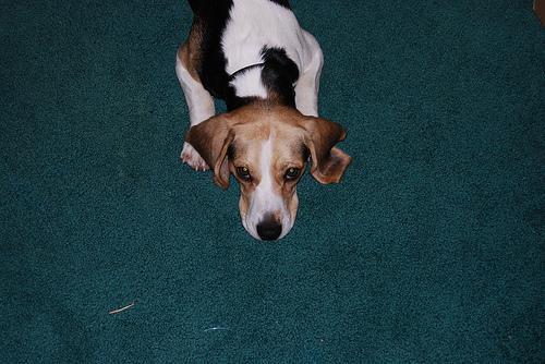 Door Darting: How to Stop Your Dog Bolting Out the Front Door