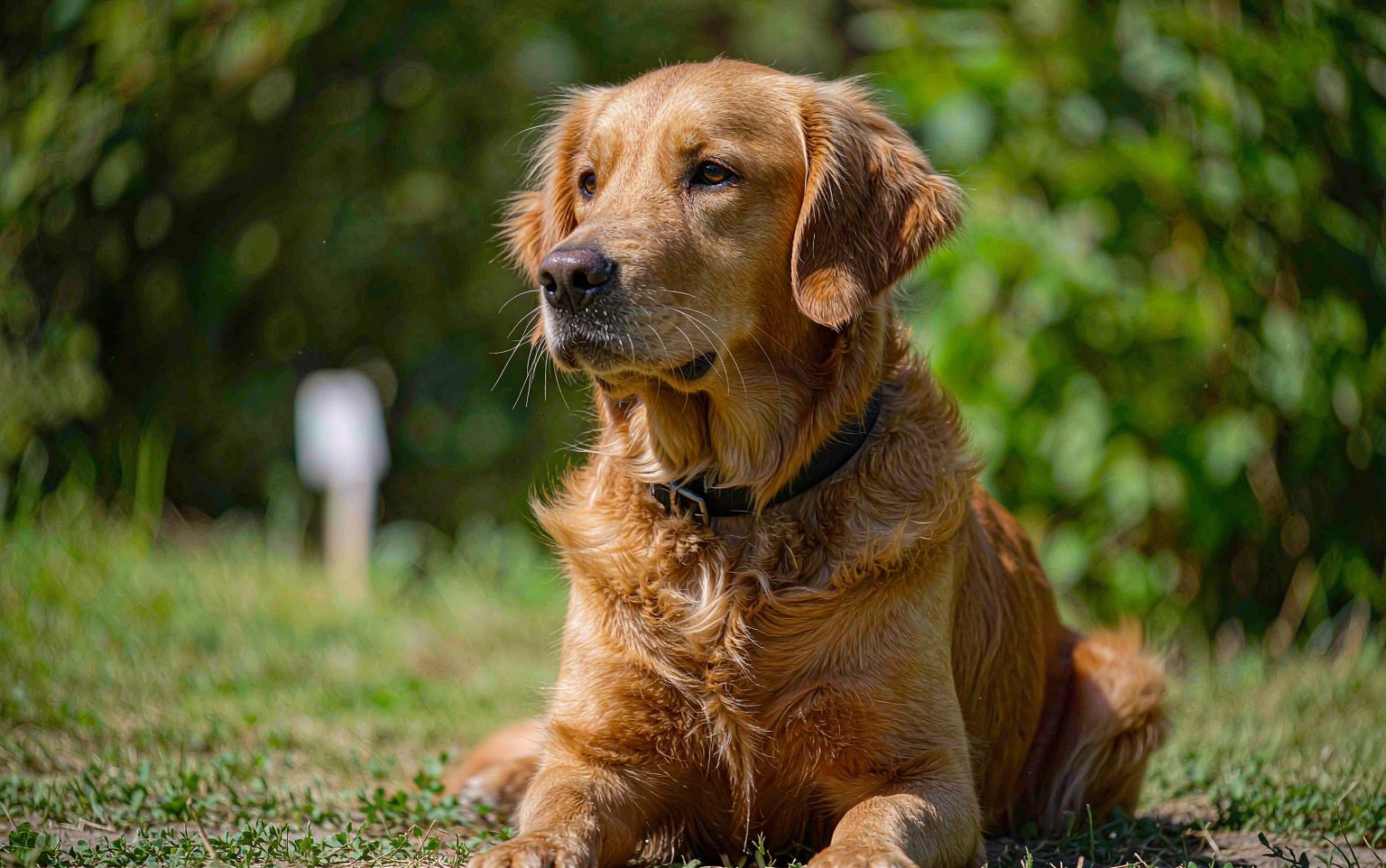 Bee and Wasp Stings in Dogs: First Aid and the Signs That Mean Emergency