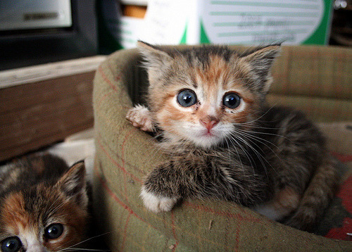 High Blood Pressure in Cats (Feline Hypertension): Signs, Screening and Care