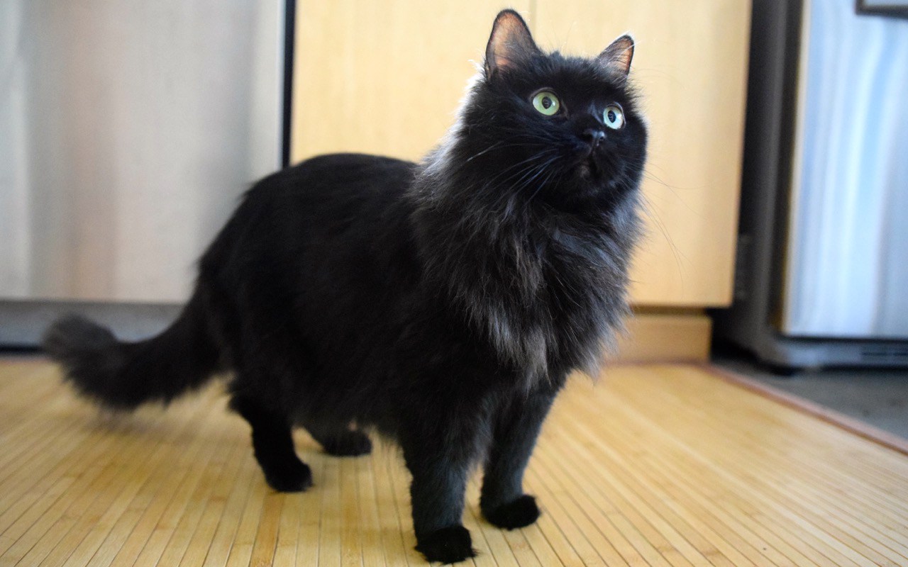 客人要来了：猫狗家庭的访客卫生计划（来访前、来访中与离开后）