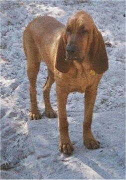 Helping a Blind or Visually Impaired Dog or Cat Navigate Home Life