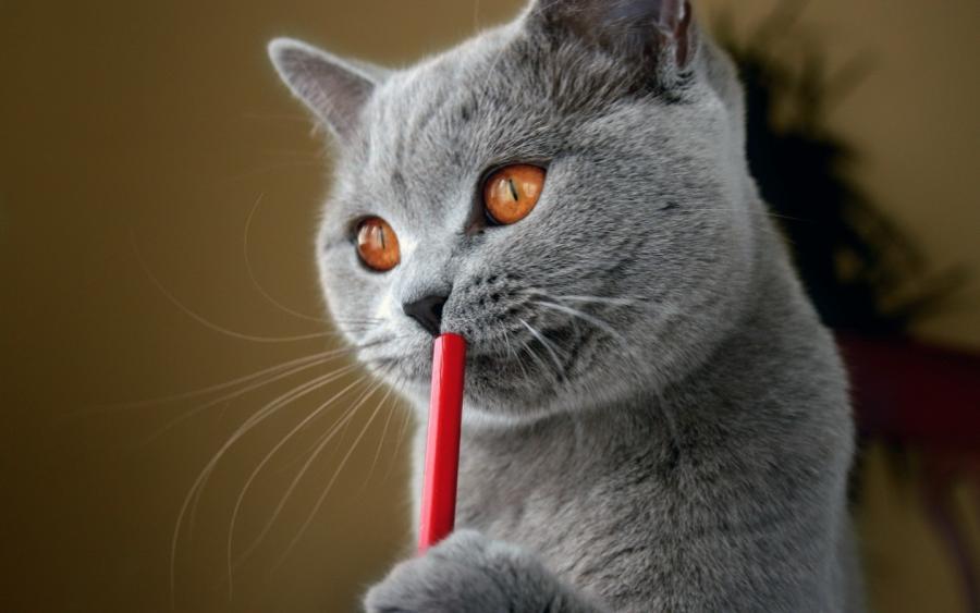 猫多囊肾:波斯系猫咪的隐形遗传病,早筛早管是关键