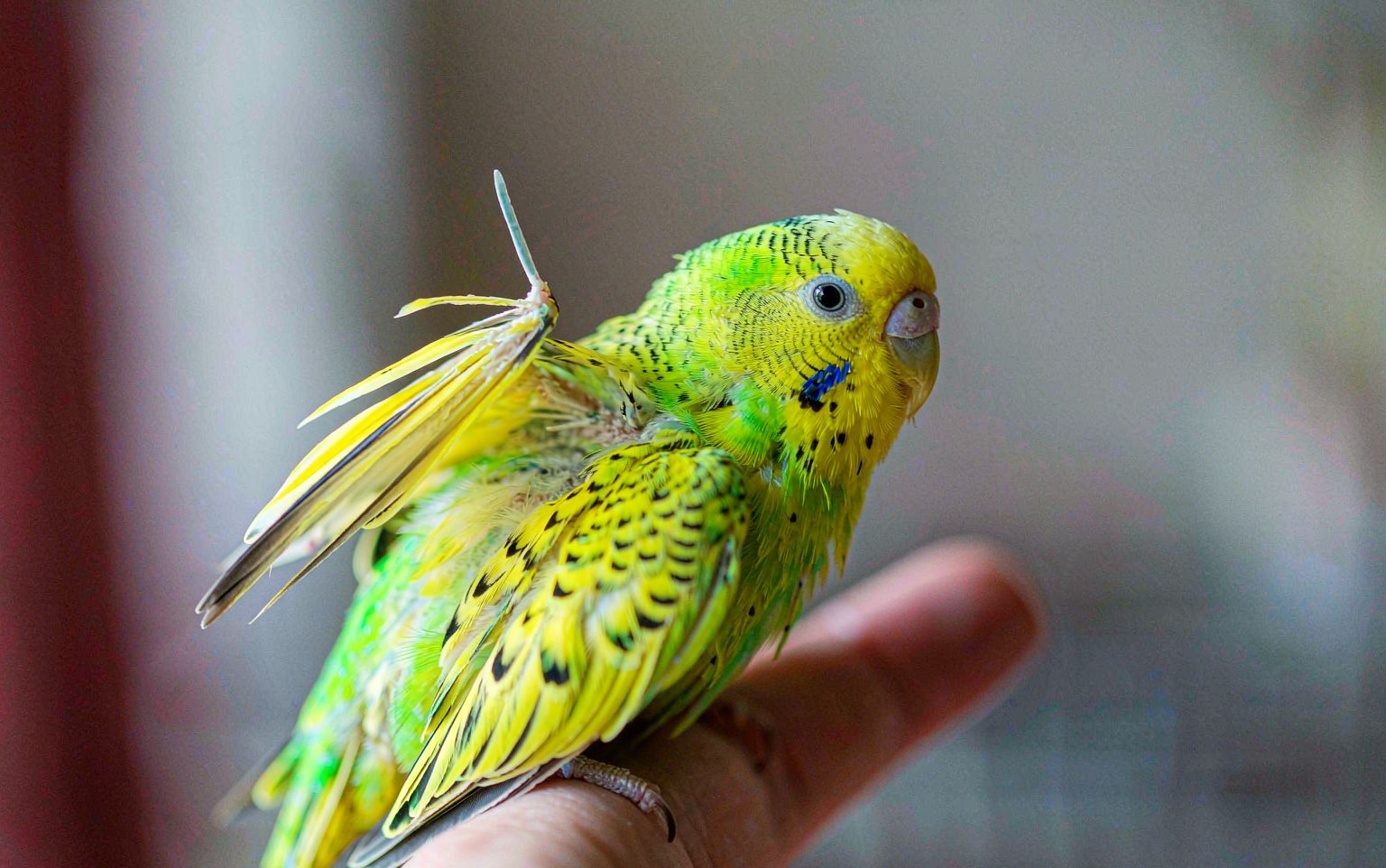 Broken Blood Feathers in Pet Birds: A Calm First-Aid Plan