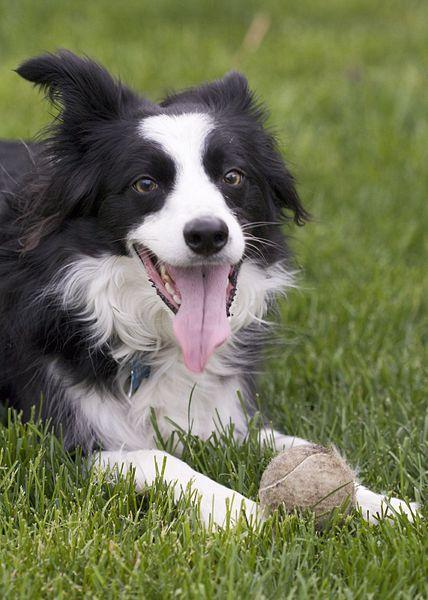 Beyond the Walk: Fun Dog Sports You and Your Dog Can Try Together