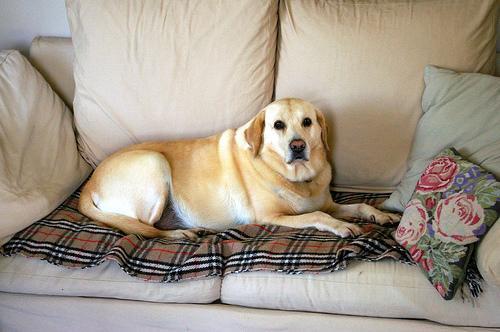How to Choose a Dog Trainer: Green Flags, Red Flags and the Right Questions