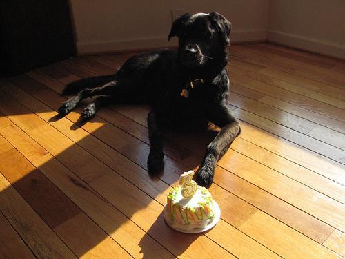 Gentle Massage for Older Dogs and Cats: A Ten-Minute Hands-On Routine