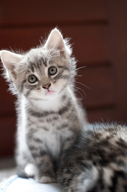 猫咪和弓形虫：猫砂盆、生肉与孕妈担心的事，一篇讲清楚