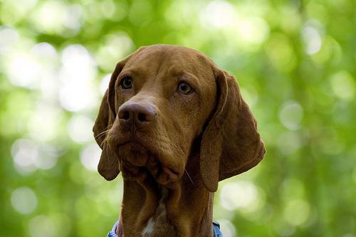狗狗越挠越凶、耳缘结厚痂?认识犬疥螨的识别、就医与全家防护