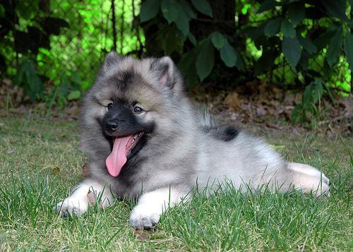 狗狗眼睛突然发蓝、高烧没精神?认识犬传染性肝炎