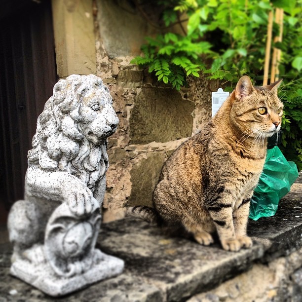 猫咪歪头走路不稳?猫中耳炎与内耳炎的识别与照护