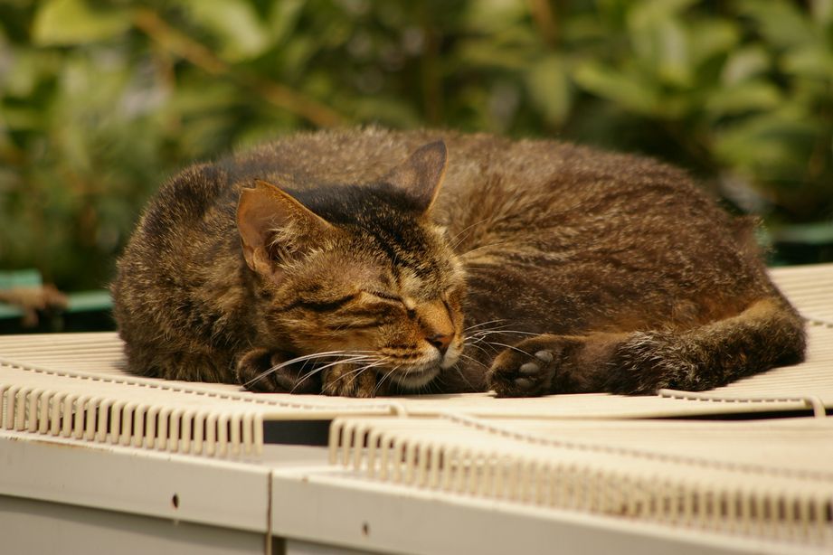 养在阳台或院子的猫狗,冬天怎么安置?