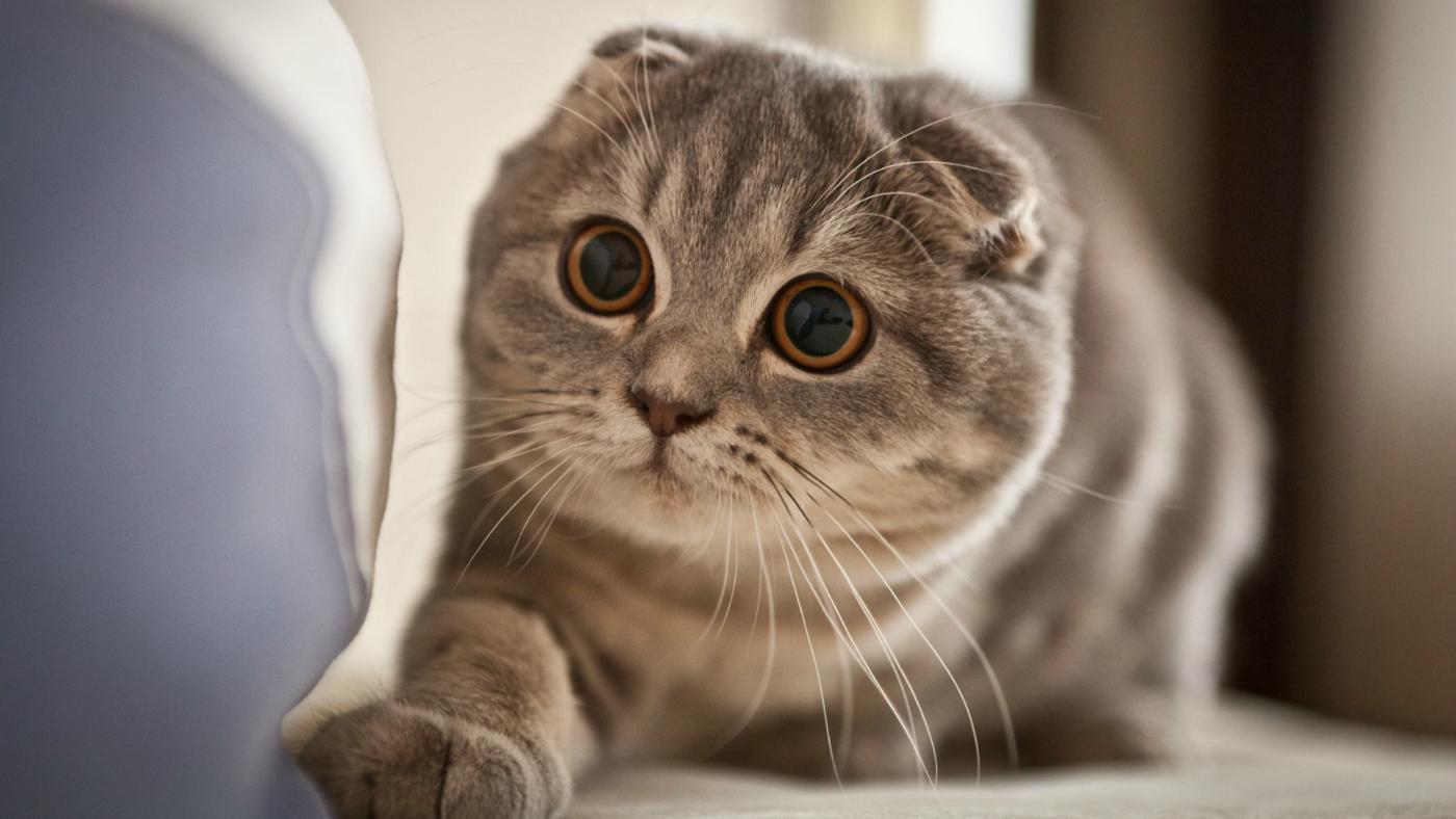 Laser Pointer Play With Cats: How to End the Game Right