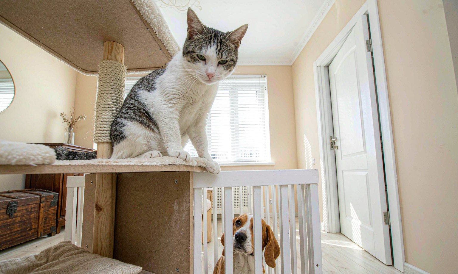 Multi-Pet Home Zoning: Separate Space Without Separating Your Pets