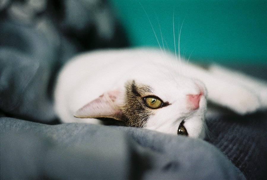 Your Cat vs. the Vacuum: A Gentle Plan for Noise-Proofing Cleaning Day