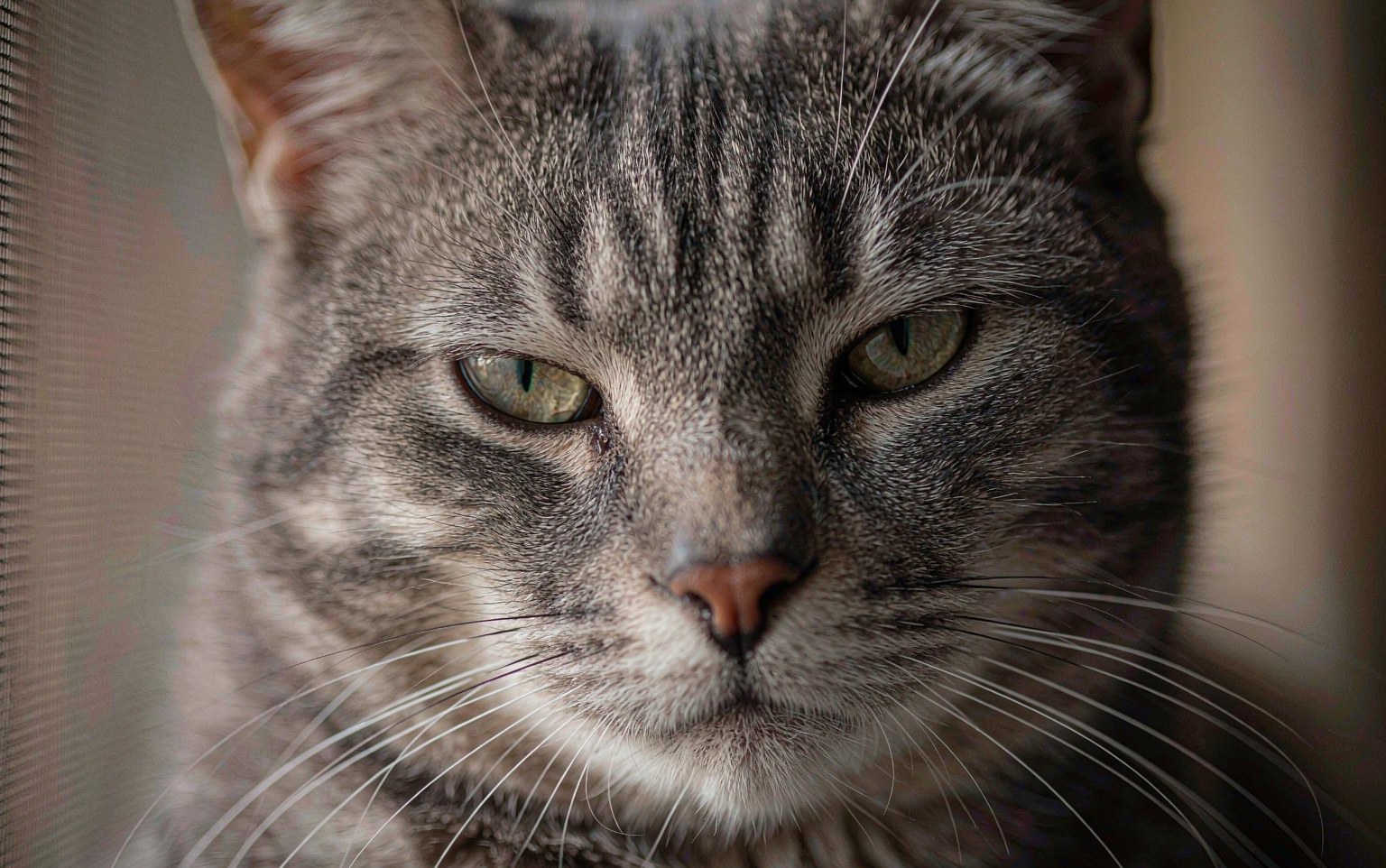 Why Is My Cat's Third Eyelid Showing? What It Means and When to Worry